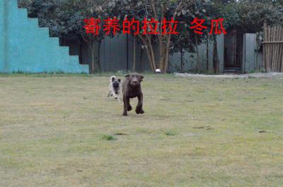 寄养的拉布拉多冬瓜