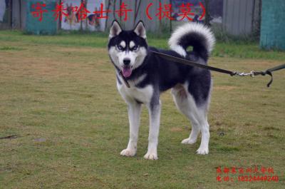 哈士奇提莫