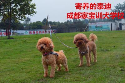 寄养的泰迪