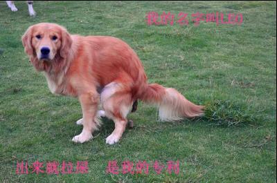 寄养犬LEO
