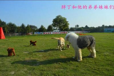 胖丁和他的弟弟妹妹们