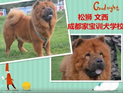 松狮文西
