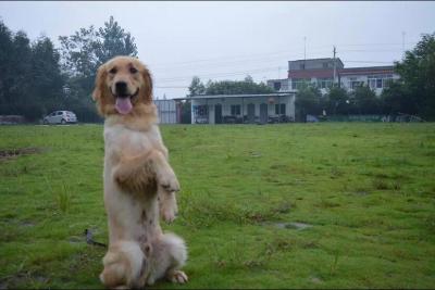 寄养犬布丁