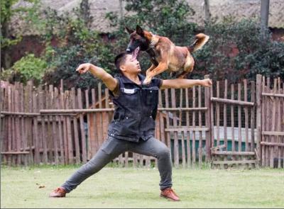 马犬训练