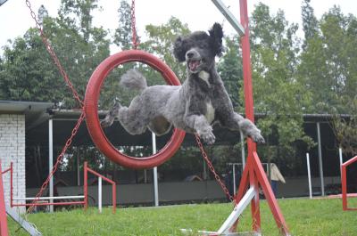 来自成都贵宾犬训练
