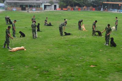 成都训犬基地日常