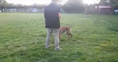 马犬工作犬训练随拍