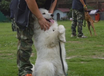 训犬之—坐立