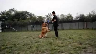 训练衔菜篮训练随行