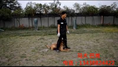 马犬训练