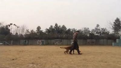 马犬训练 兰博