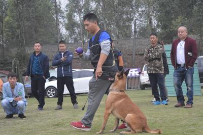 实操训犬