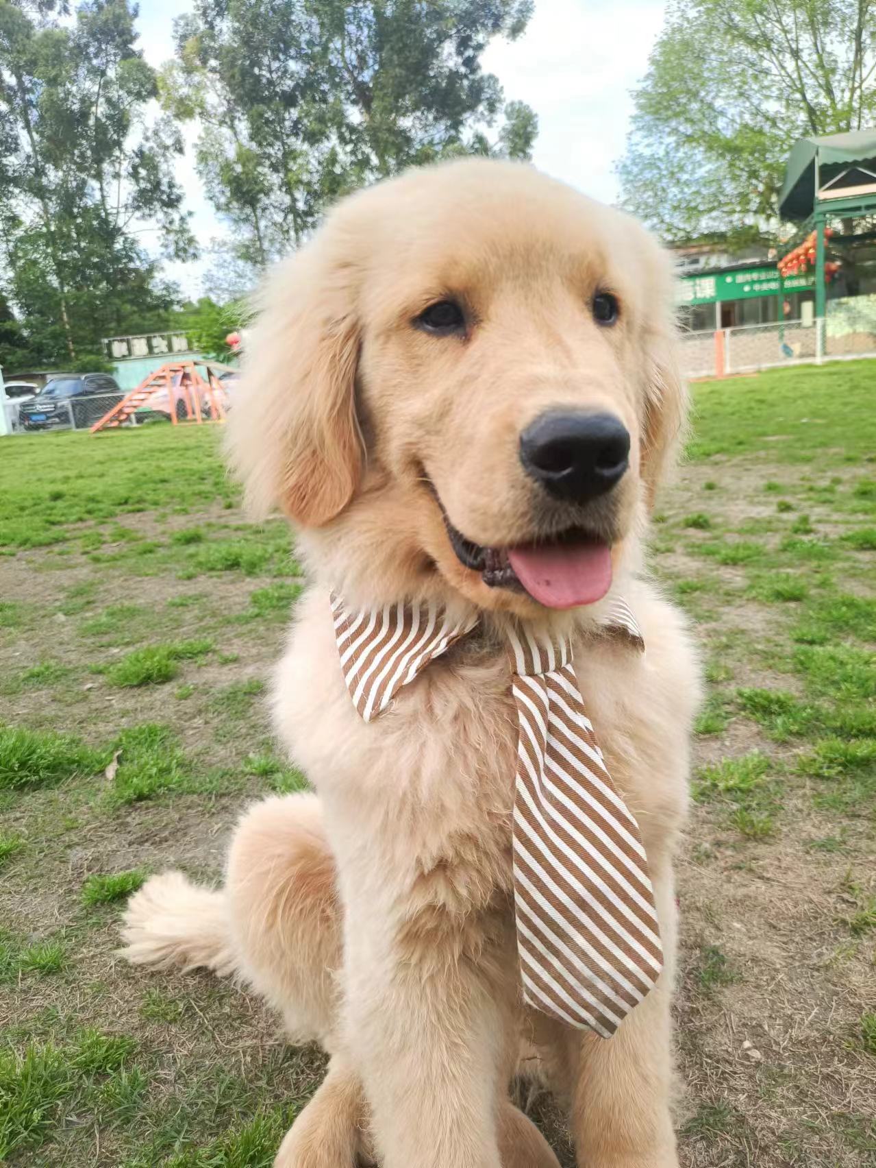 金毛（乐乐）家庭犬训练案例｜家宝成都犬类行为科学研究所狗狗训练