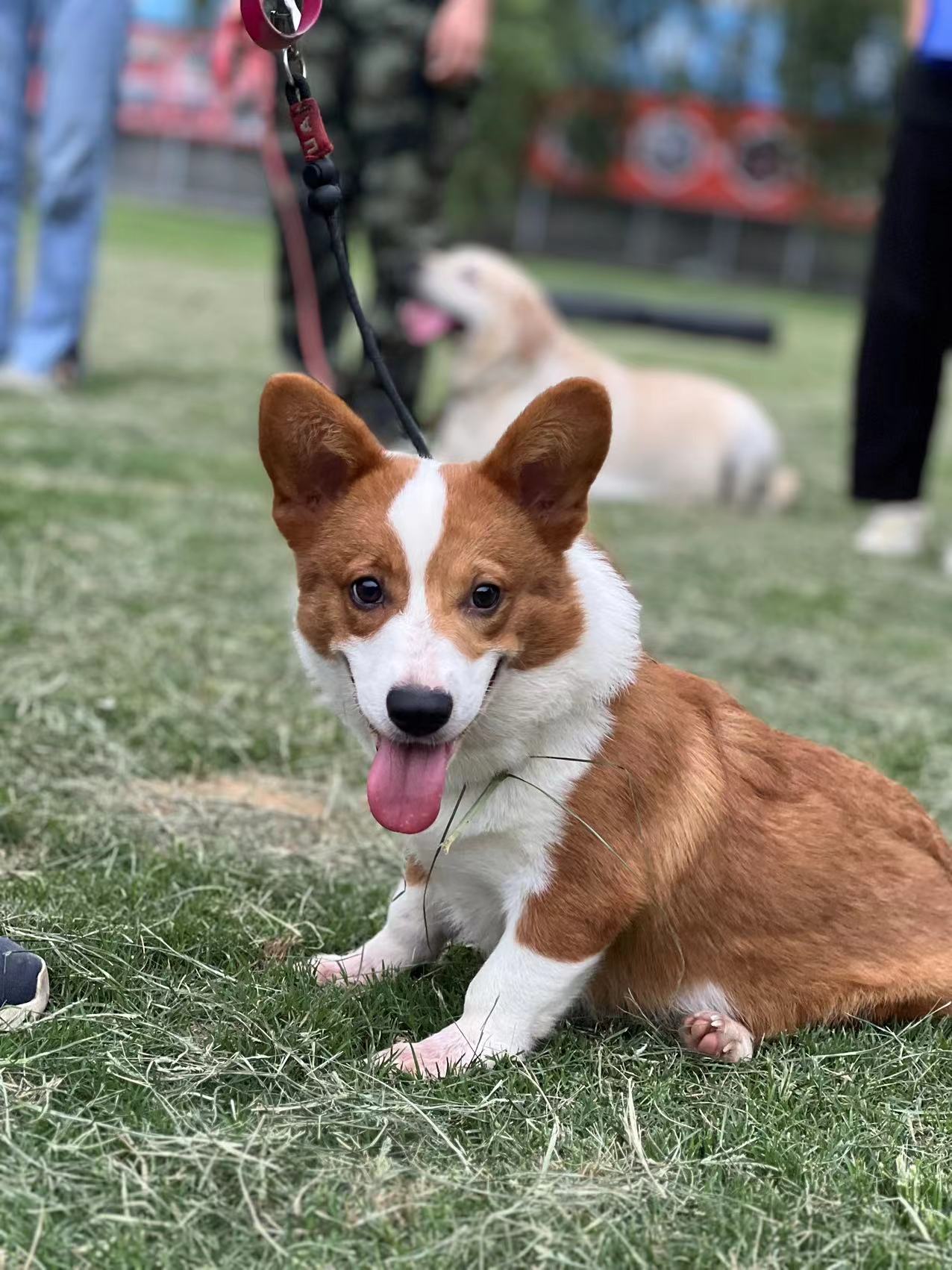 柯基（团团）宠物犬训练案例｜家宝成都犬类行为科学研究所狗狗训练