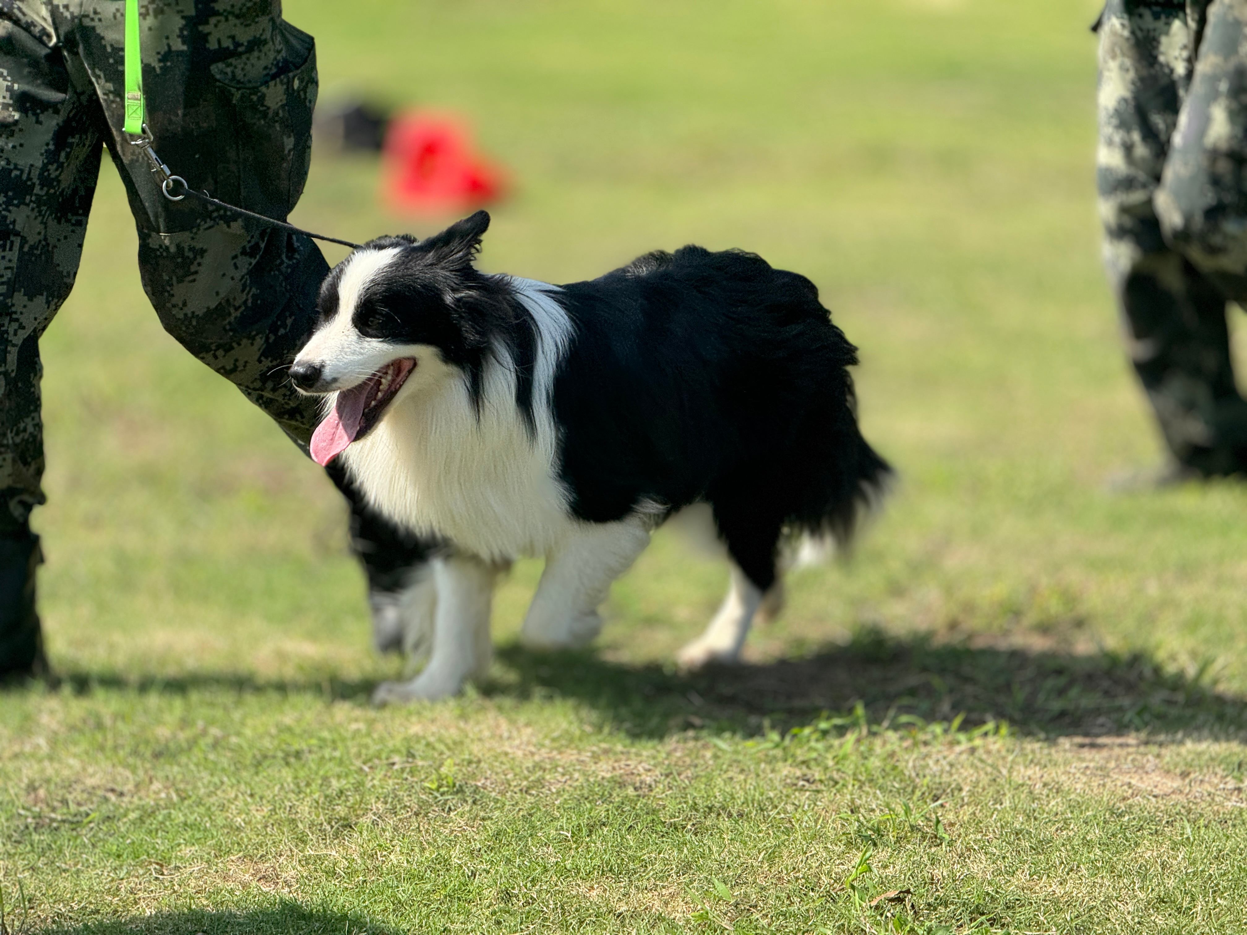 幼犬训练