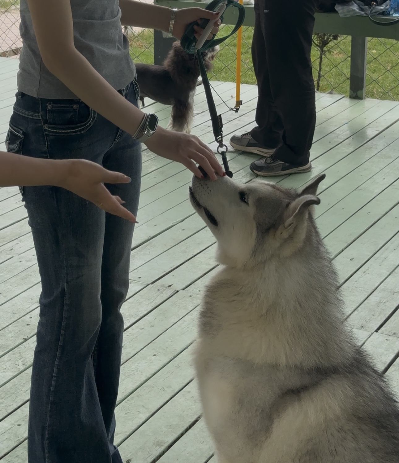 苏州家宝训犬用科学与爱重塑人宠默契｜家宝成都犬类行为科学研究所狗狗训练