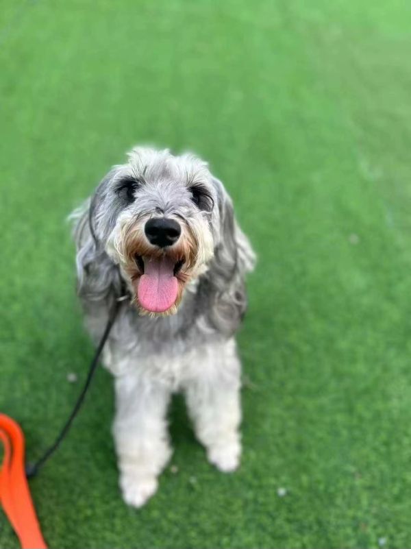 武汉家宝训犬基地：专业性与口碑的双重检验