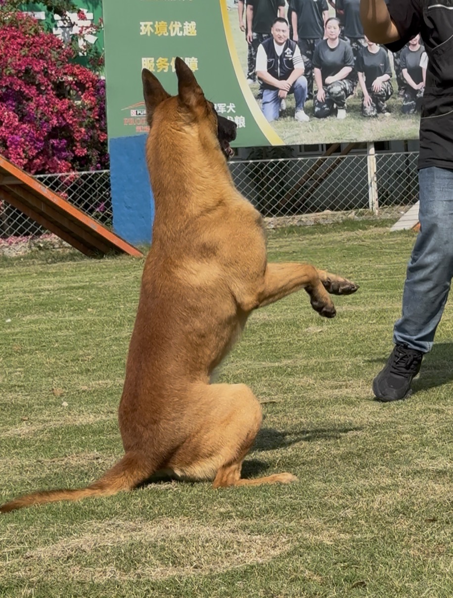 宁波靠谱训犬基地