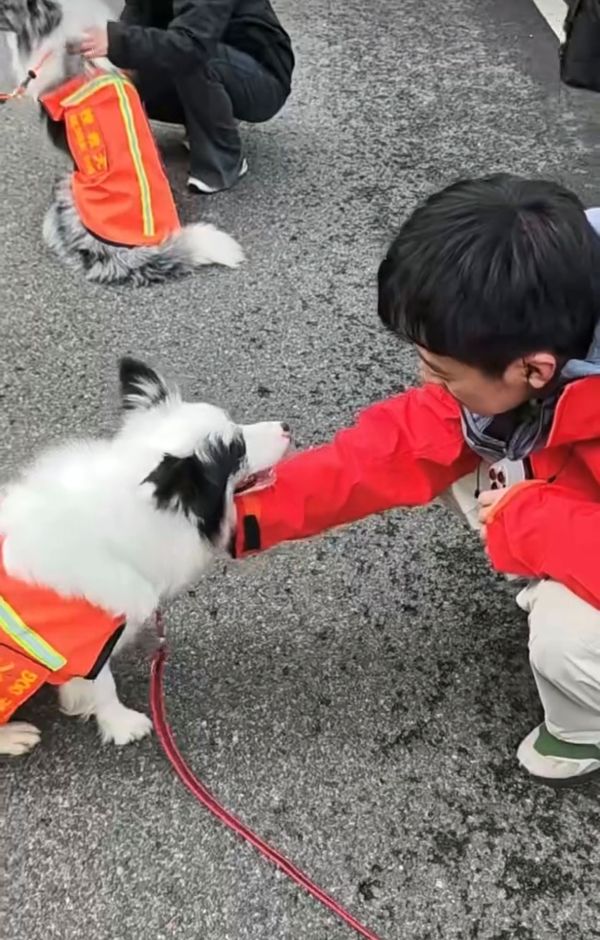 如何用专业驯养定义&ldquo;犬演员&rdquo;的商业价值