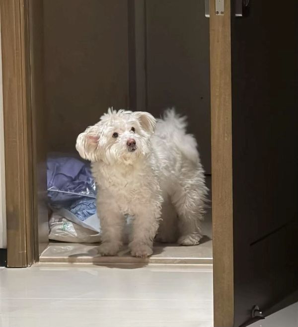 训犬师多元职业路径