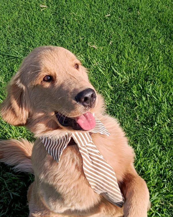 成都家宝训犬师培训：以专业实力铸就职业未来
