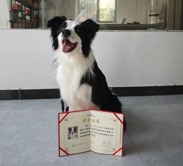狗狗训练，行为心理学｜家宝成都犬类行为科学研究所狗狗训练