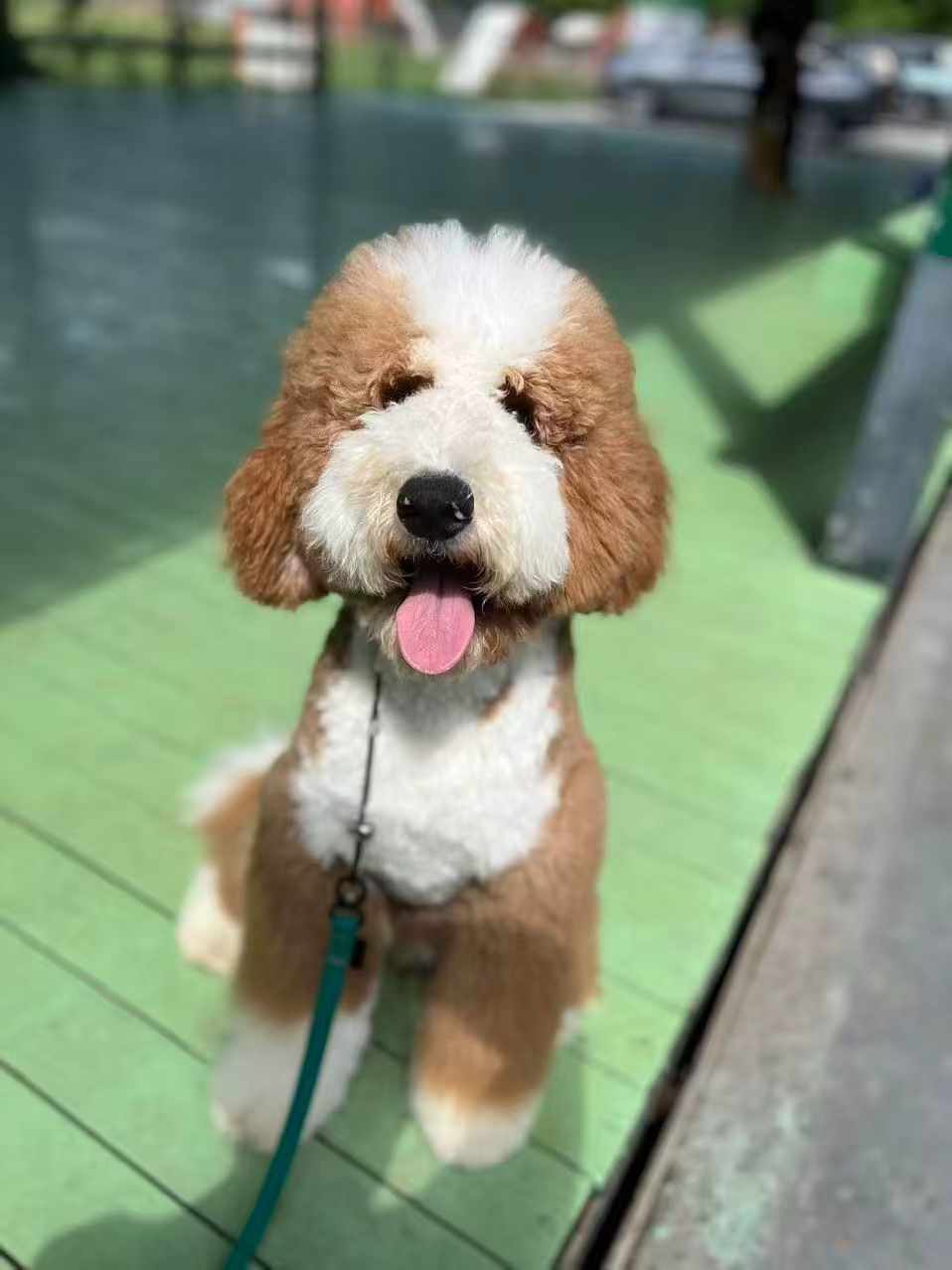训犬师培训基地怎么看？