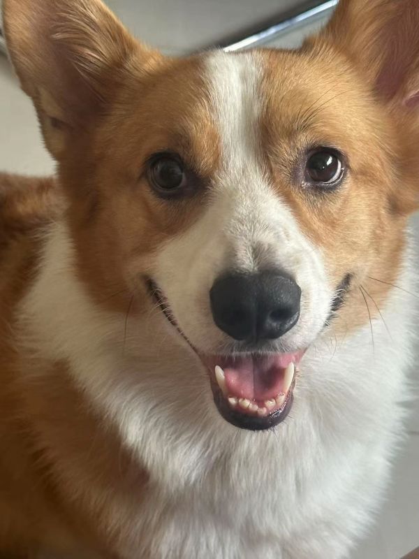 宠物狗训练学校家宝训犬｜家宝成都犬类行为科学研究所狗狗训练